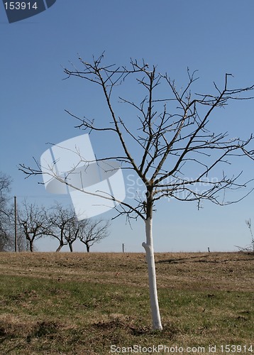 Image of Apple tree