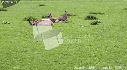 Image of resting Red Deers