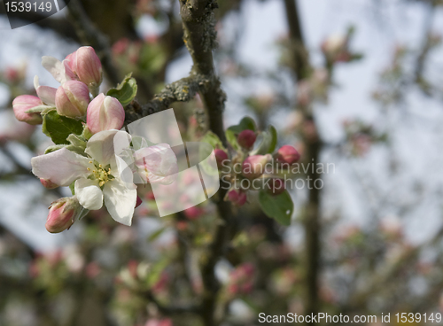 Image of apple blossoms at spring time