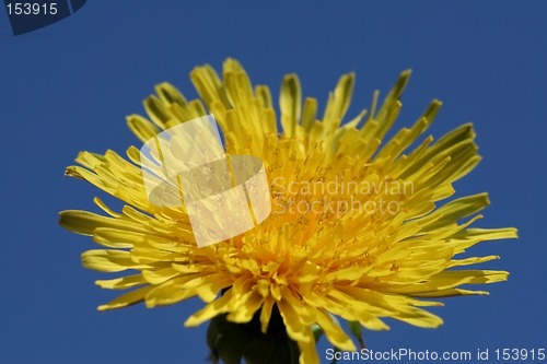 Image of Dandelion