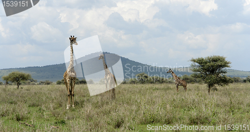 Image of three Giraffes in the savannah