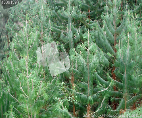 Image of vegetation in the Virunga Mountains