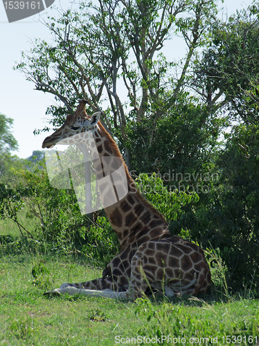 Image of Giraffe resting in the shade