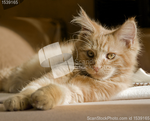 Image of Maine Coon kitten