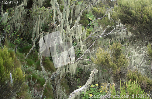 Image of vegetation in Uganda