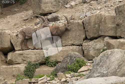 Image of two Alpine Ibex in stony ambiance