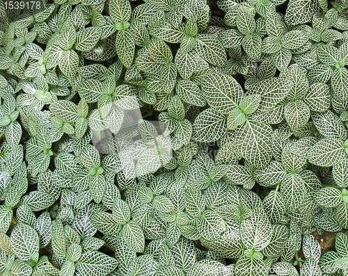 Image of patterned leaves background