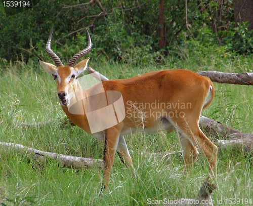 Image of Uganda Kob in grassy ambiance