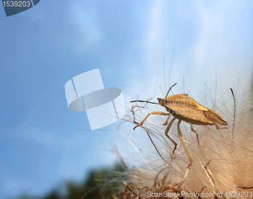 Image of stink bug at summer time