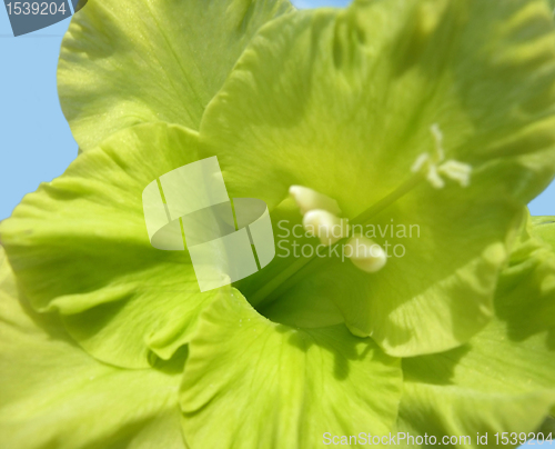 Image of green gladiolus flower closeup