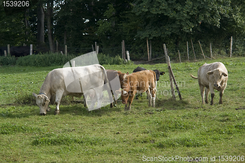 Image of cattle in green pasture
