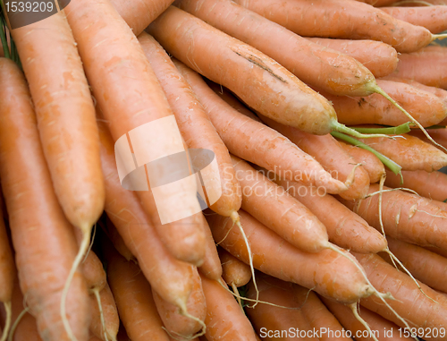 Image of lots of fresh carrots