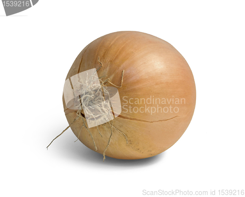 Image of onion