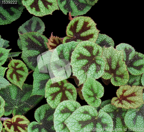 Image of bicolored leaves in black back