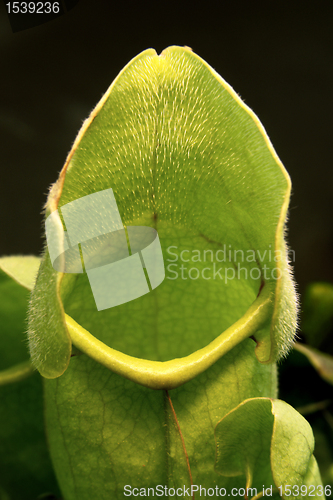 Image of carnivorous plant detail