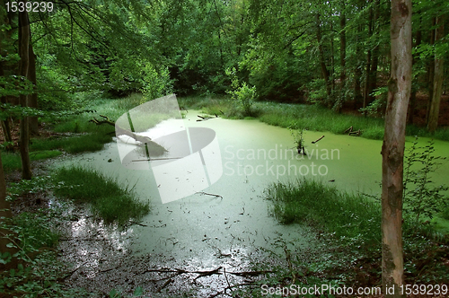 Image of overgrown tarn in the forest