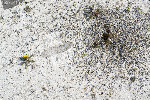 Image of dandelion plant in arid ambiance