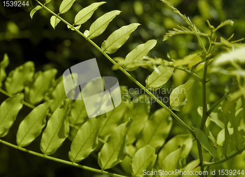 Image of sunny illuminated summer leaves