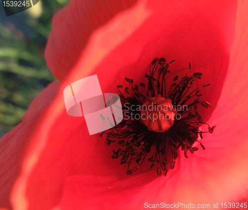 Image of red corn poppy detail