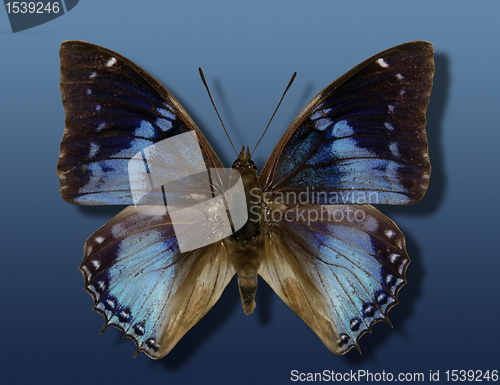 Image of blue butterfly