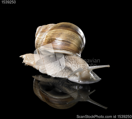 Image of Grapevine snail on black