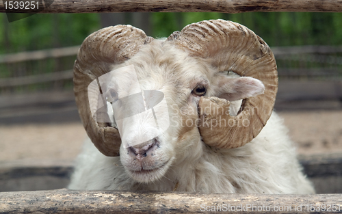 Image of domestic sheep