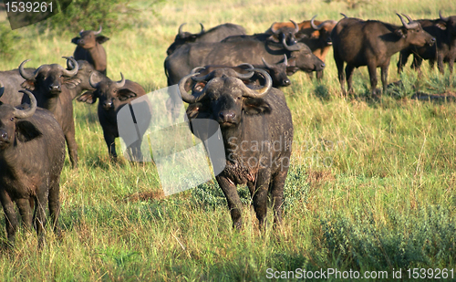 Image of African Buffalos in sunny ambiance