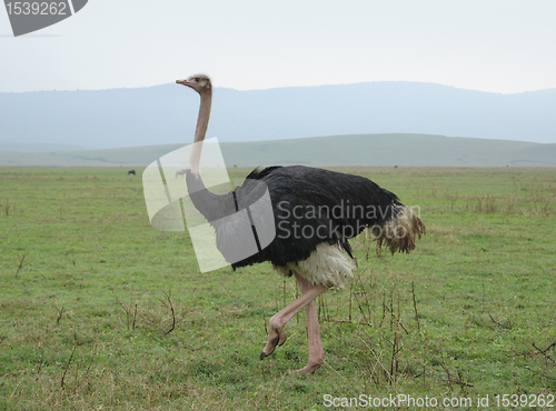 Image of ostrich in natural ambiance