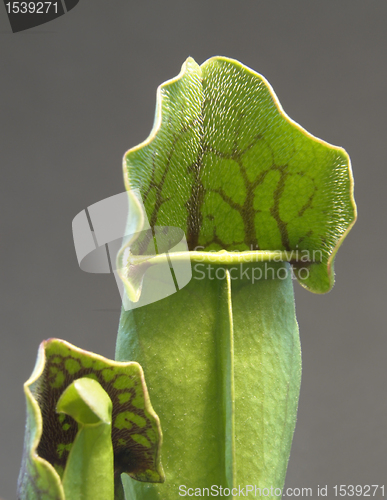 Image of carnivorous plant detail