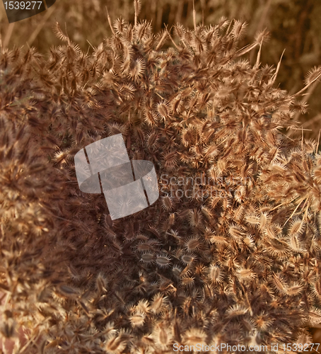 Image of brown wild carrot detail