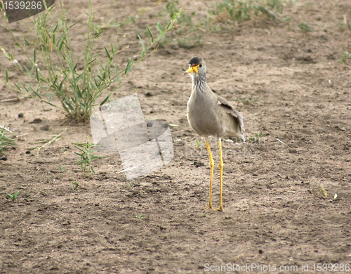 Image of Lapwing on earthy ground