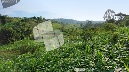 Image of near Rwenzori Mountains