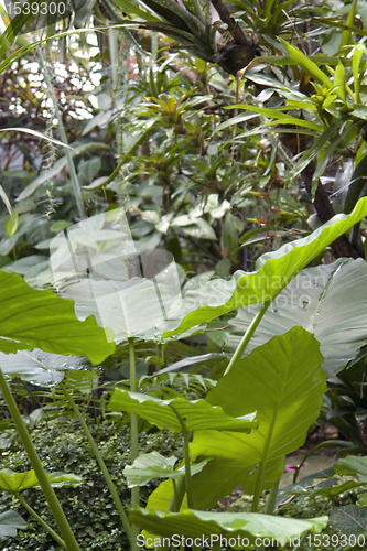 Image of flourish jungle vegetation