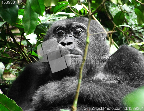 Image of Gorilla in Africa