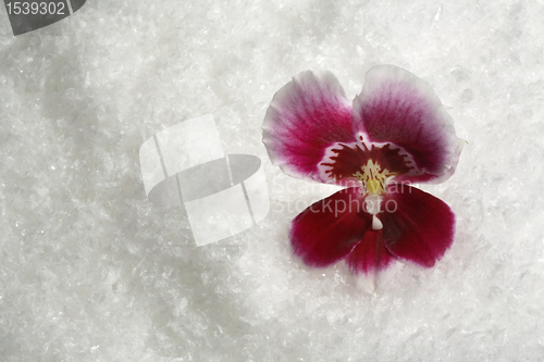 Image of magenta orchid flower and snow