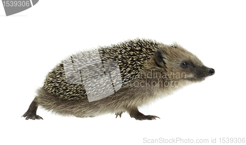 Image of walking hedgehog in white back