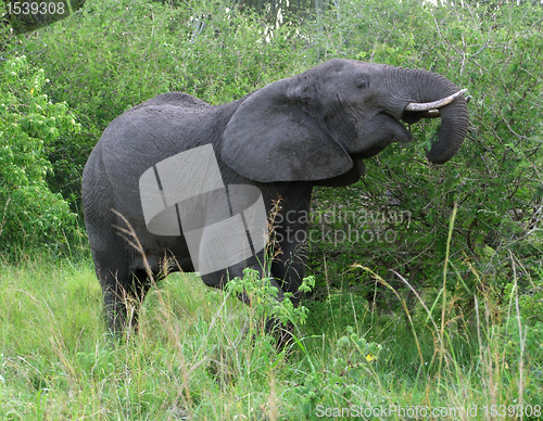 Image of Elephant in green vegetation