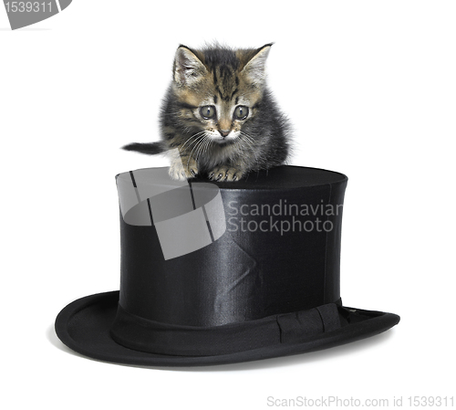 Image of cute kitten on top hat