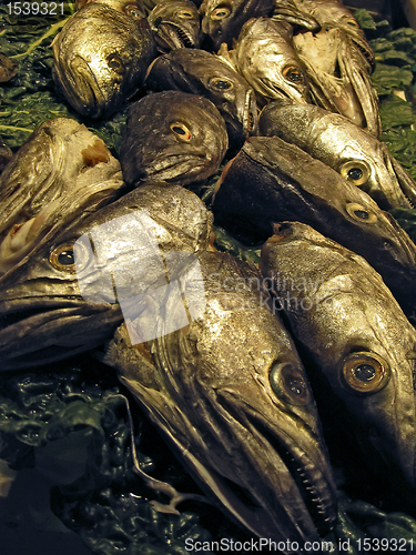 Image of fishheads