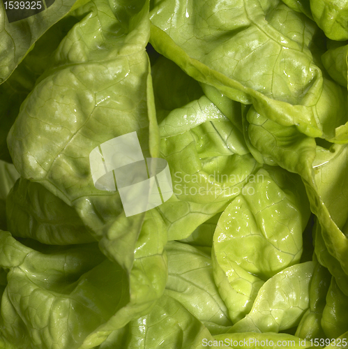 Image of fresh green lettuce closeup