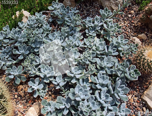 Image of succulent plants and cacti