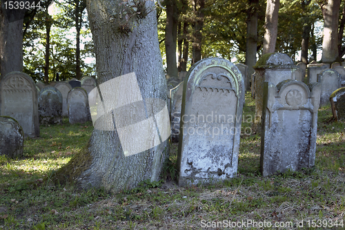 Image of old gravestones near tree trunk