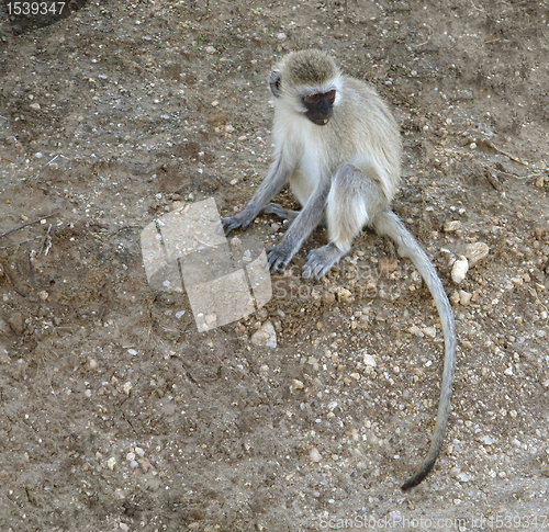 Image of sitting Green Monkey