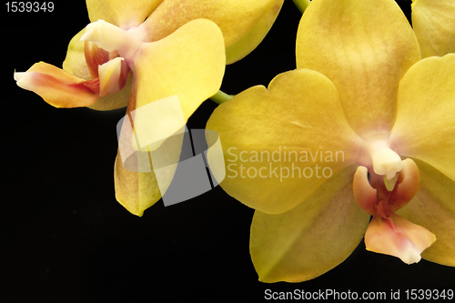 Image of yellow orchid flowers