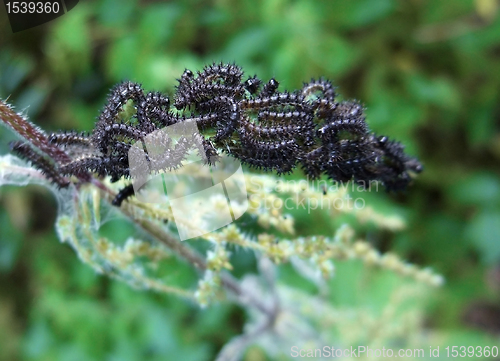 Image of lots of dark caterpillars