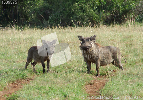 Image of Warthogs in sunny ambiance