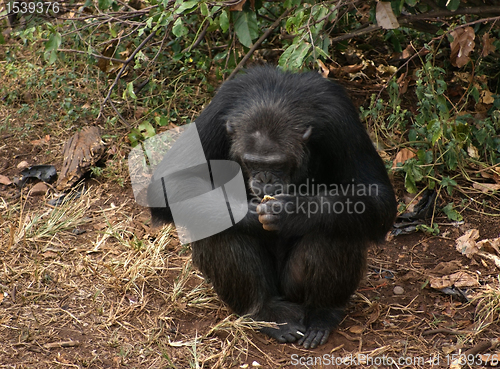 Image of chimpanzee sitting on the ground