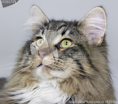 Image of Norwegian Forest Cat portrait