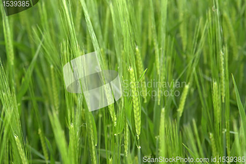 Image of fresh green grain
