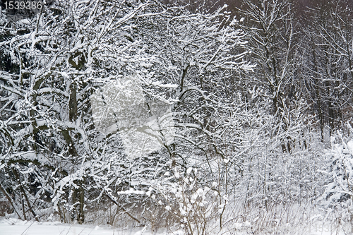 Image of snowy forest detail